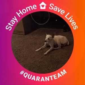 Meet your Posher, Pearl